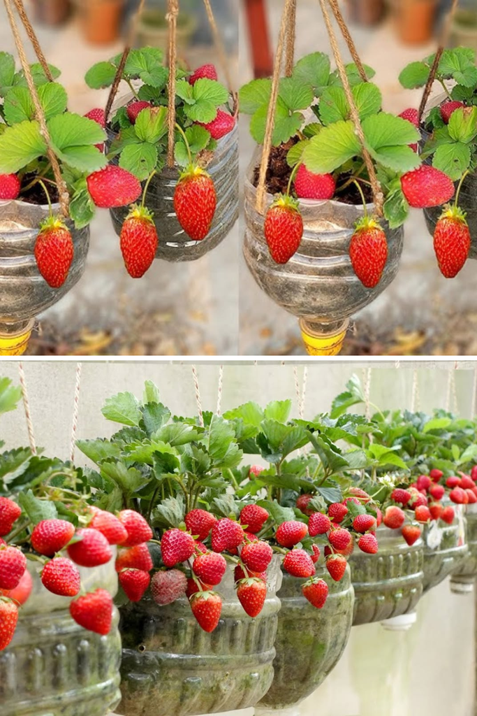 strawberry plants in plastic bottles