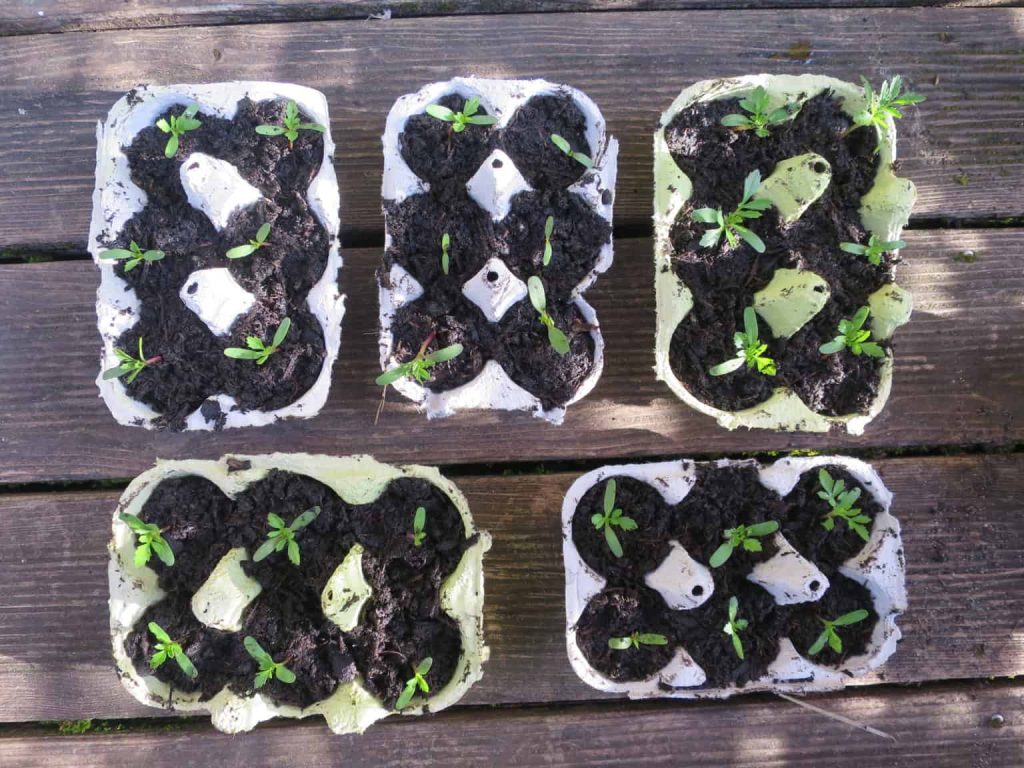 recycle egg cartons - use as seed starter