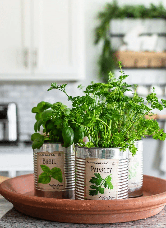 tin cans for herb garden