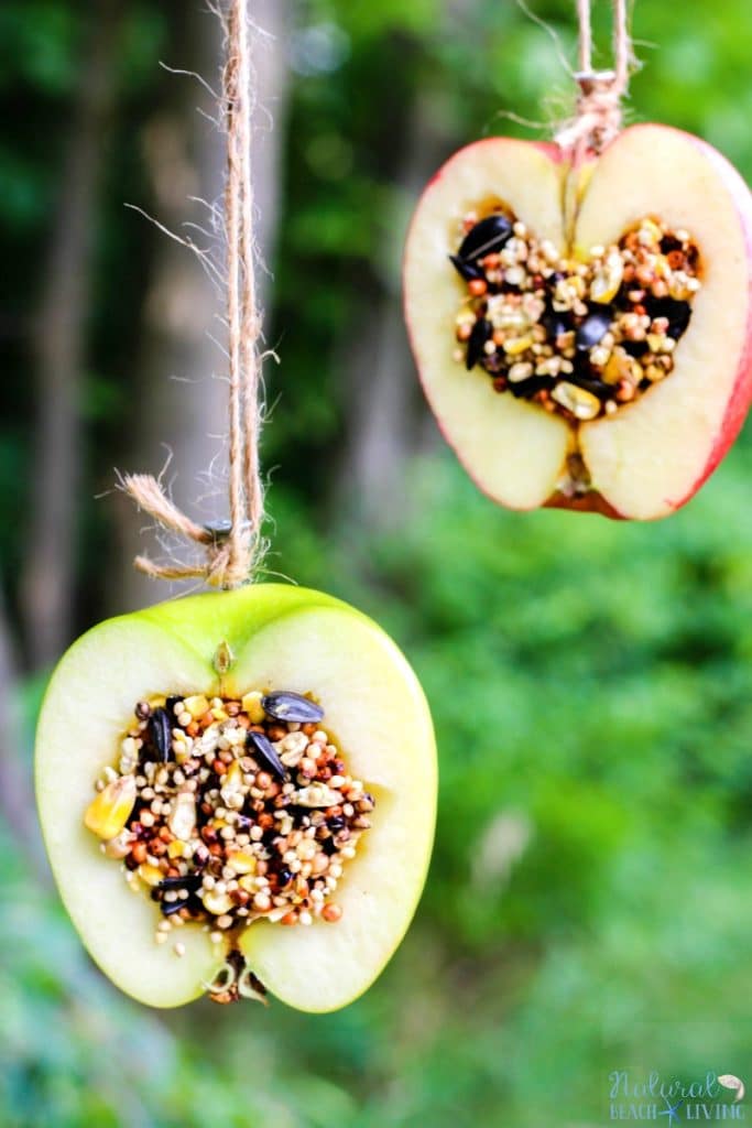 apple birdseed bird feeder