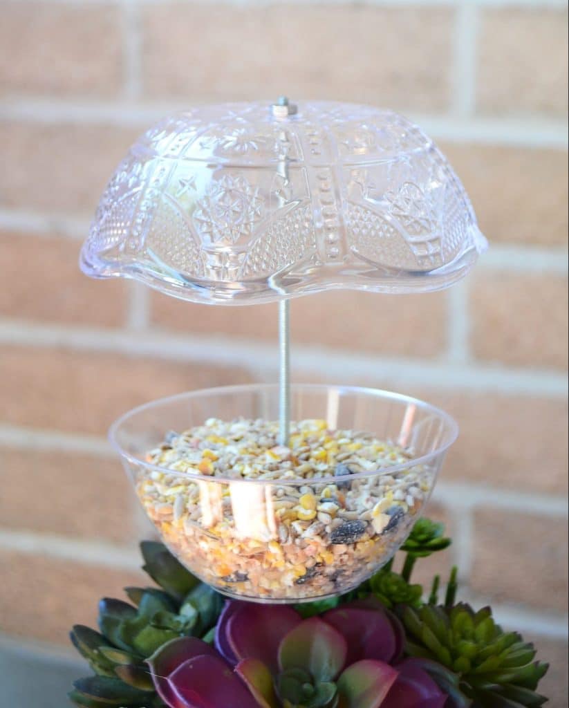using a plastic dish