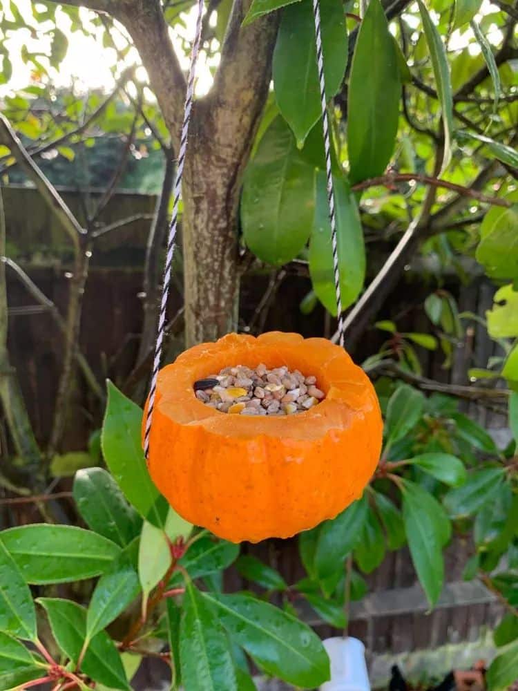 from a pumpkin